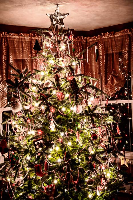 Yr5•081/365•1542 Tree 2013 December 20, 2013