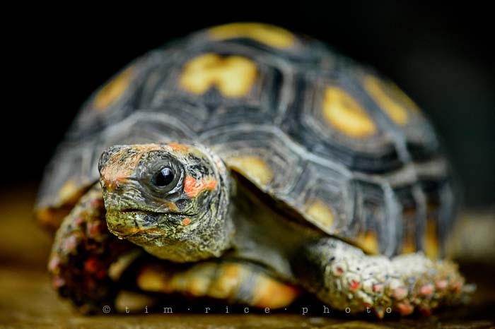 Yr5•093/365•1554 George the Mighty January 1, 2014