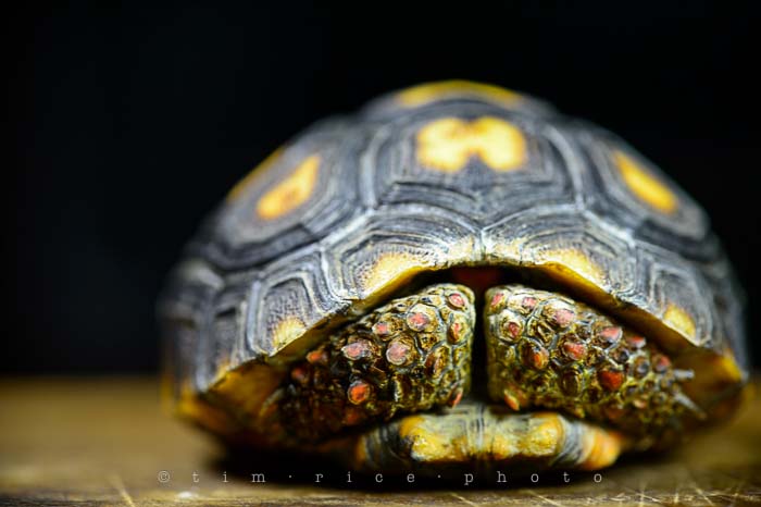 Yr5•093-365•1554•George the Mighty