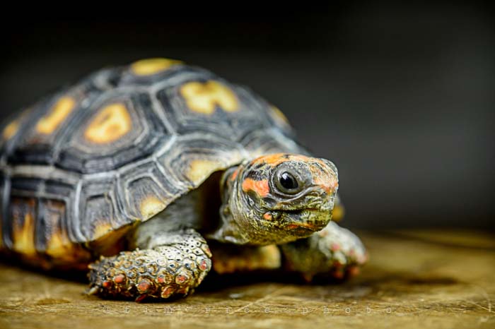 Yr5•094-365•1554•George the Mighty