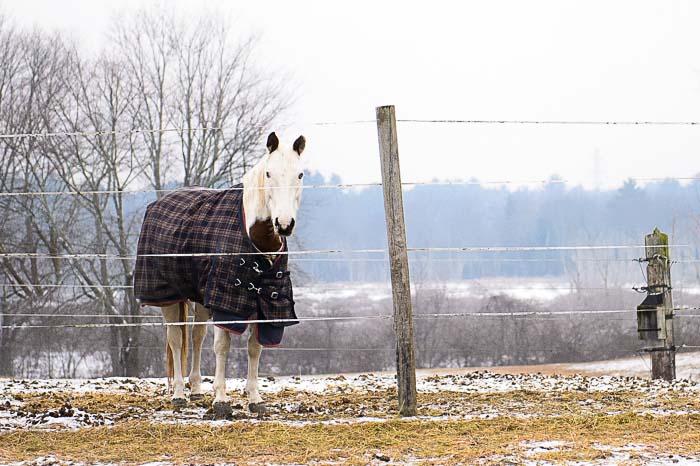 Yr5•102/365•1563 Single Horse, Winter Day January 10, 2014