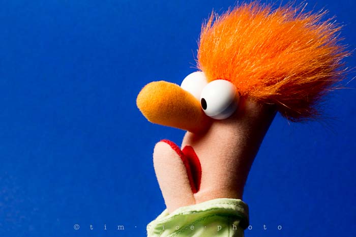 Yr5•114-365•1575 Startled Beaker January 22, 2014