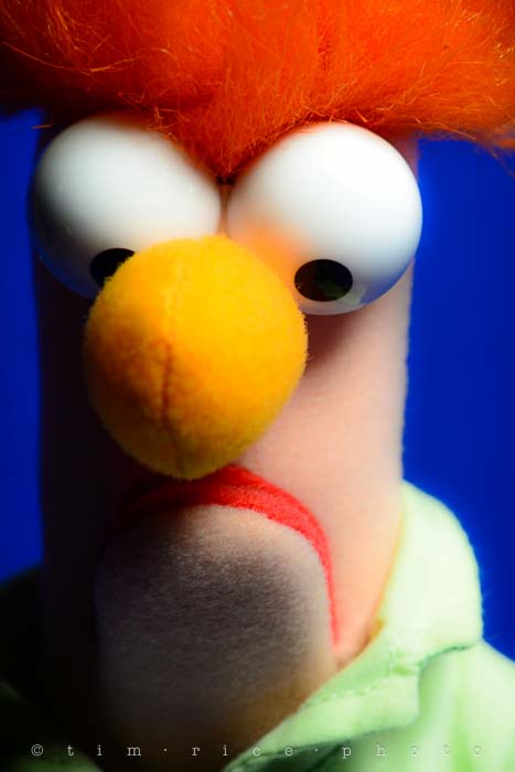 Yr5•114-365•1575•Strartled Beaker