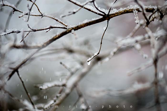 Yr5•115-365•1571•Snow Line