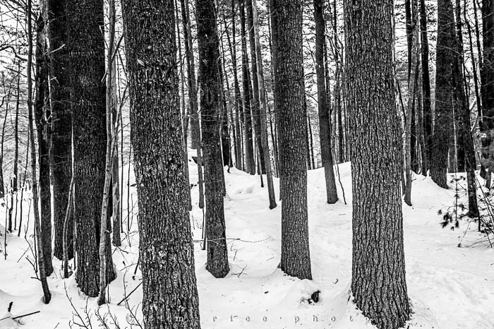 Yr5•133-365•1593•A Winter Falls