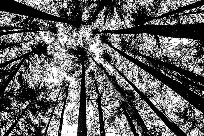 Yr5•134-365•1593•A Winter Falls