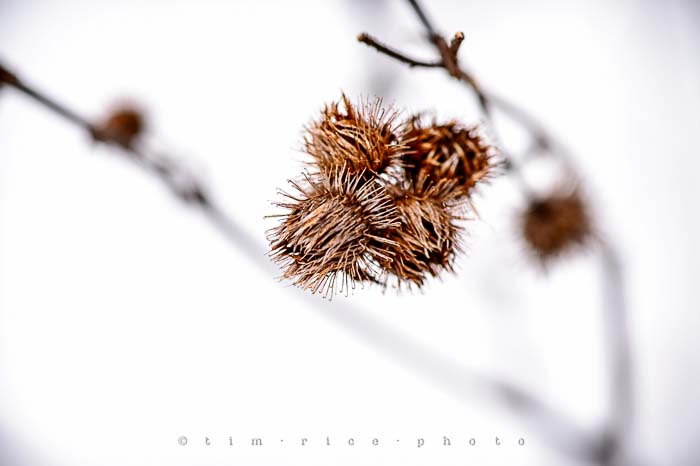 Yr5•134/365•1595 Winter Sharp February 11, 2014