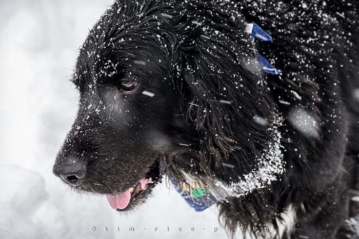 Yr5•138-365•1599•Snow Dog