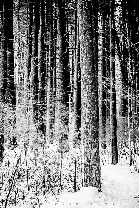 Yr5•142-365•1593•A Winter Falls