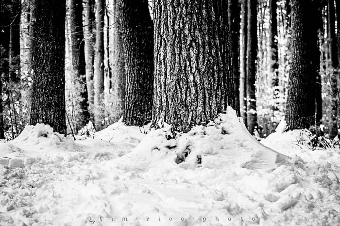 Yr5•143-365•1593•A Winter Falls