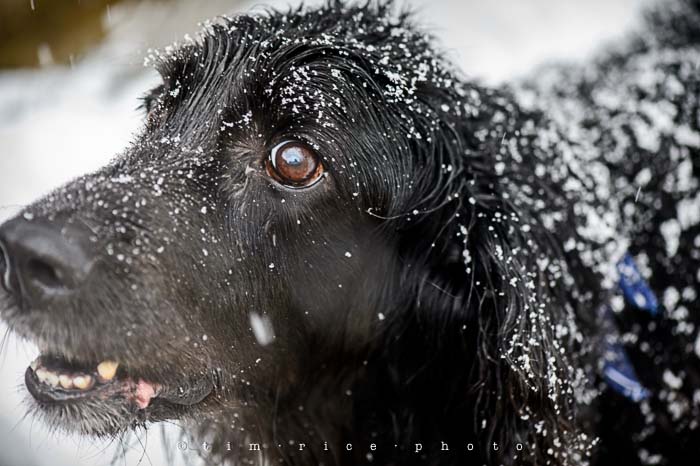 Yr5•143-365•1599•Snow Dog