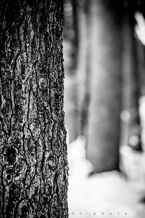 Yr5•144-365•1593•A Winter Falls