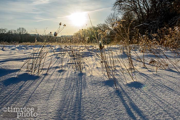 Yr5•144-365•1602•February Morn