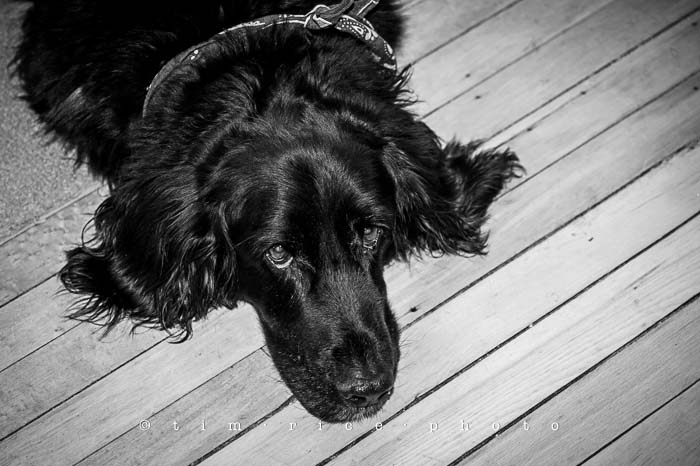 Yr5•162-365•1623•Cat in Black & White