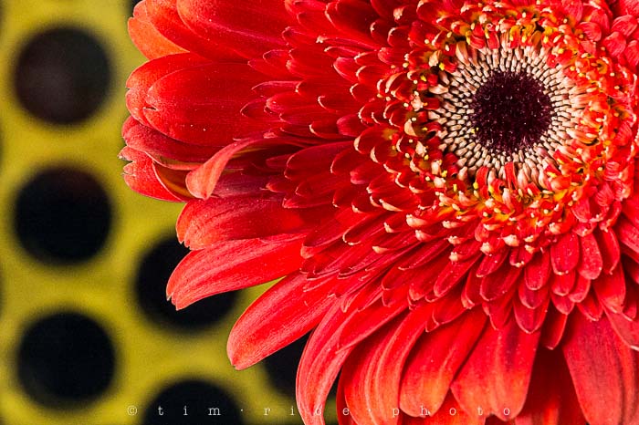 Yr5•163/365•1624 Flowers on Dots March 12, 2014