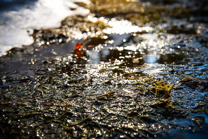 Yr5•170/365•1631 Thaw March 20, 2014