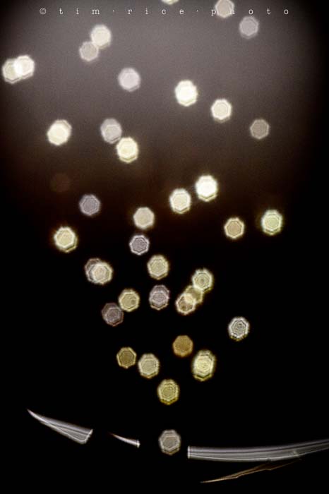 Yr5•174-365•1633•Freelensing