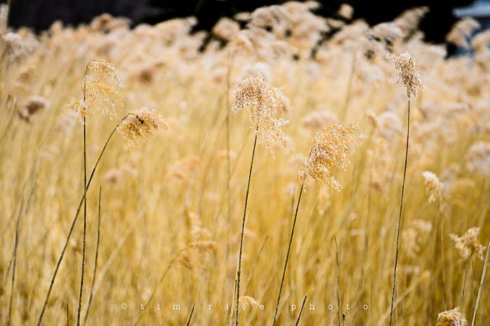 Yr5•174/365•1635 Five in Front March 24, 2014