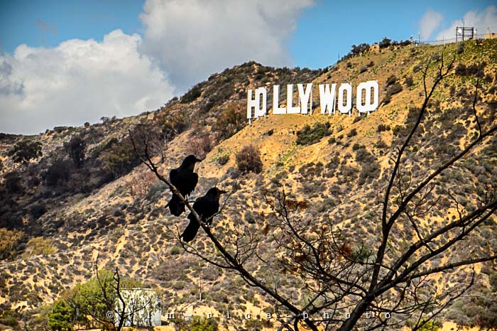 Yr5•182/365•1643 For the Birds April 1, 2014