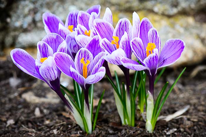 Yr5•193/365•1654 Crocus April 12, 2014