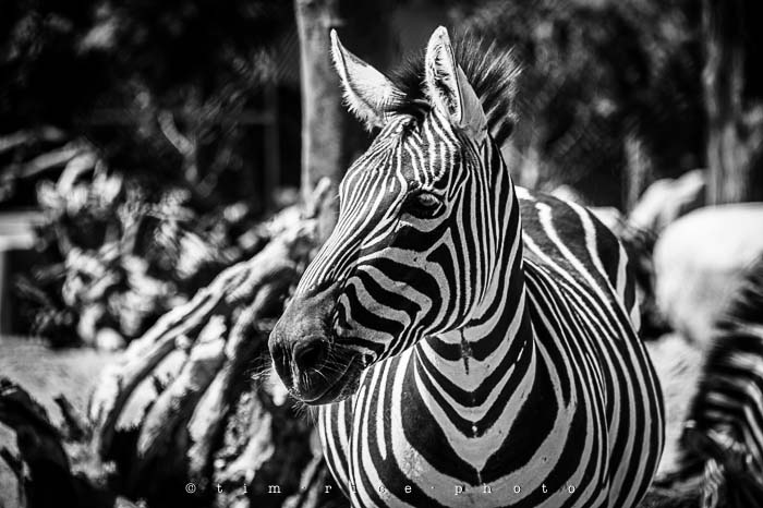 Yr5•202/365•1663 Black & White Zoo April 21, 2014