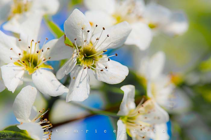 Yr5•217/365•1678 Spring Day May 6, 2014