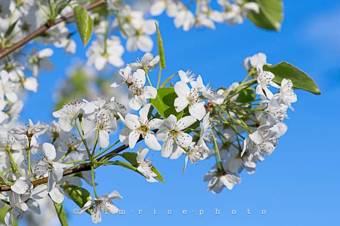 Yr5•217-365•1678•Spring Day