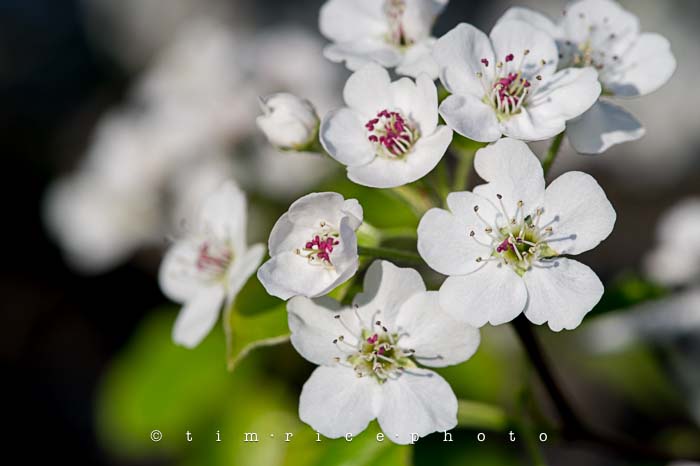 Yr5•218-365•1678•Spring Day