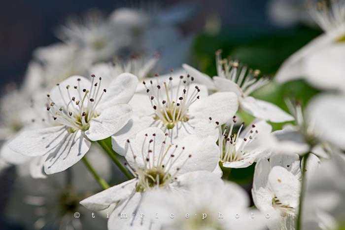 Yr5•219-365•1678•Spring Day