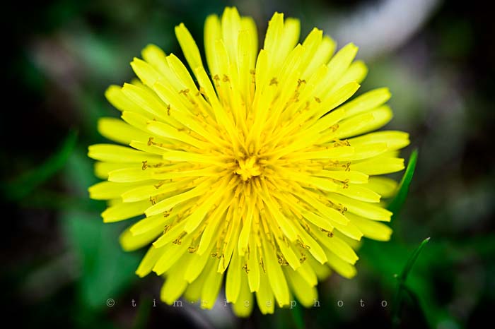 Yr5•219-365•1680•Wonder Woman