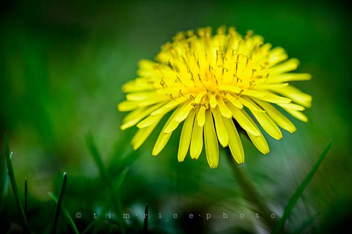 Yr5•220-365•1680•Wonder Woman