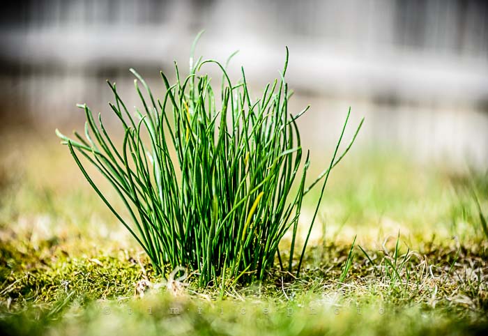 Yr5•220/365•1681 Few Blades May 9, 2014