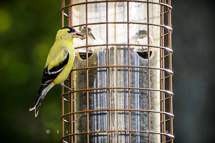 Yr5•223/365•1684 Yellow Bird May 12, 2014