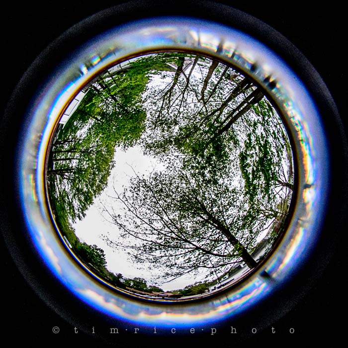 Yr5•227-365•1685•With a Fisheye