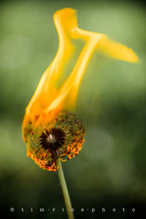 Yr5•228/365•1689 Fire Flower May 18, 2014