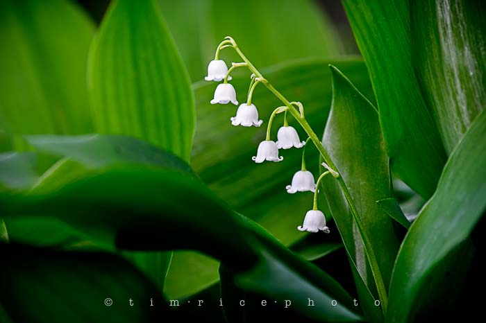 Yr5•231/365•1692 Among the Green May 20, 2014