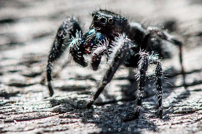 Yr5•242-365•1702•The Difficult Spider