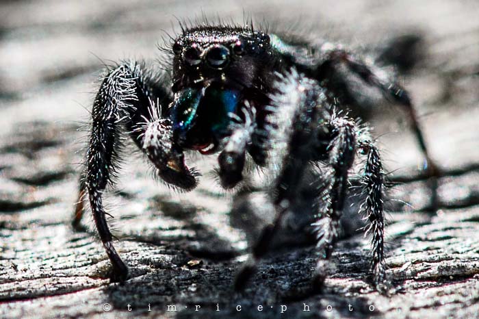 Yr5•243-365•1702•The Difficult Spider