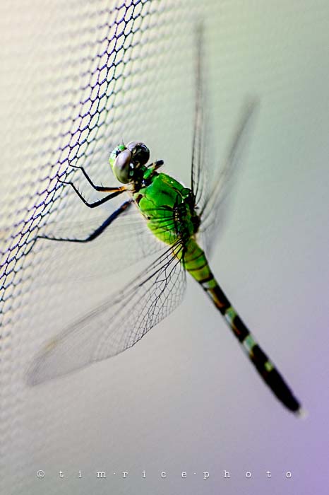 Yr5•263-365•1724•Flying Dragon