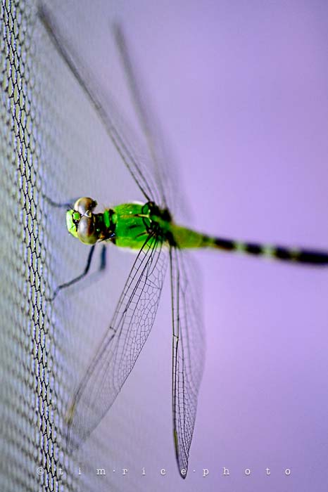 Yr5•264-365•1724•Flying Dragon