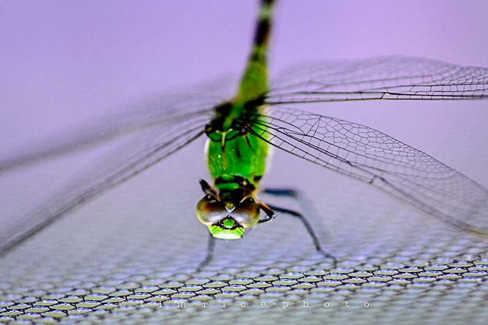 Yr5•265-365•1724•Flying Dragon