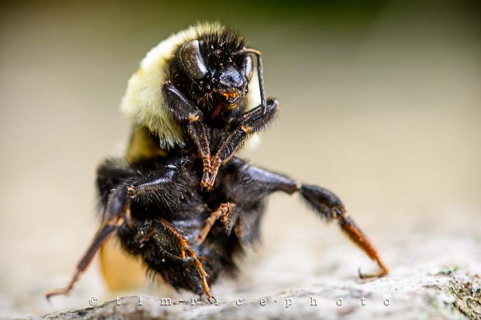 Yr5•265/365•1726 Sitting Bee June 23, 2014