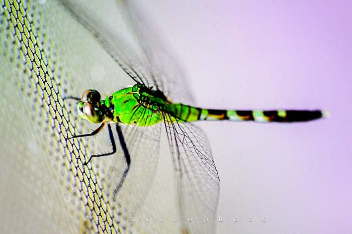 Yr5•266-365•1724•Flying Dragon