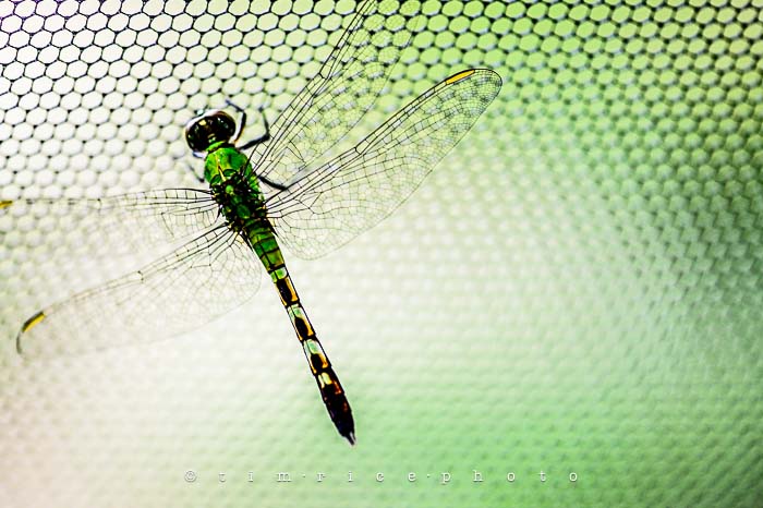 Yr5•268-365•1724•Flying Dragon