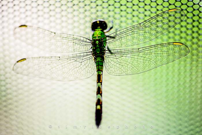 Yr5•269-365•1724•Flying Dragon