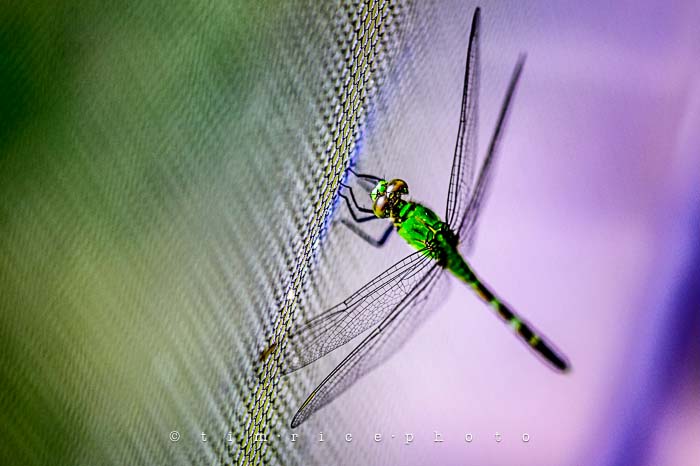 Yr5•270-365•1724•Flying Dragon