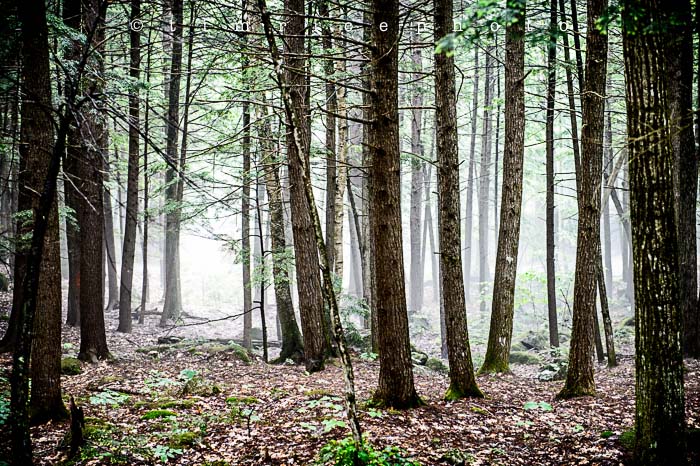 Yr5•271-365•1728•Rainy Day Camp