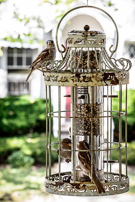 Yr5•275/365•1736 Bird Cage June 3, 2014