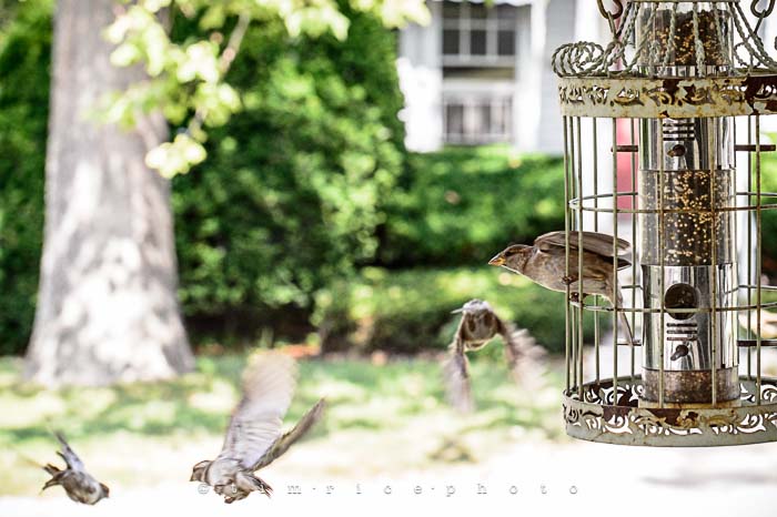 Yr5•275-365•1736•Bird Cage