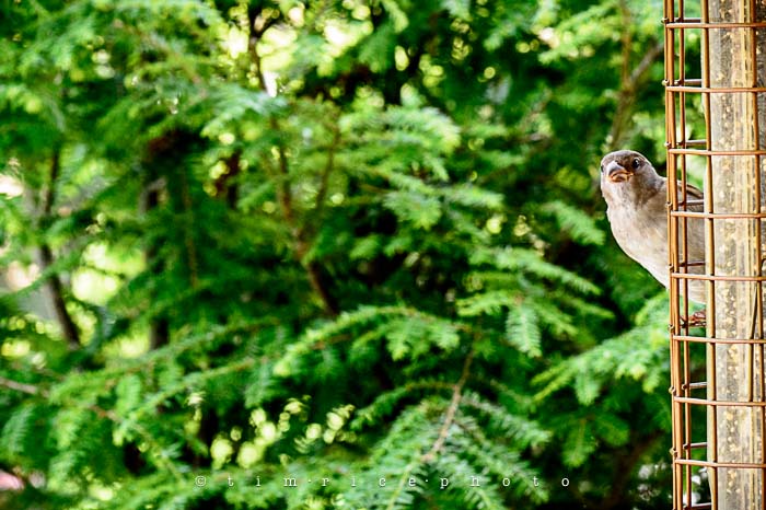 Yr5•276-365•1736•Bird Cage